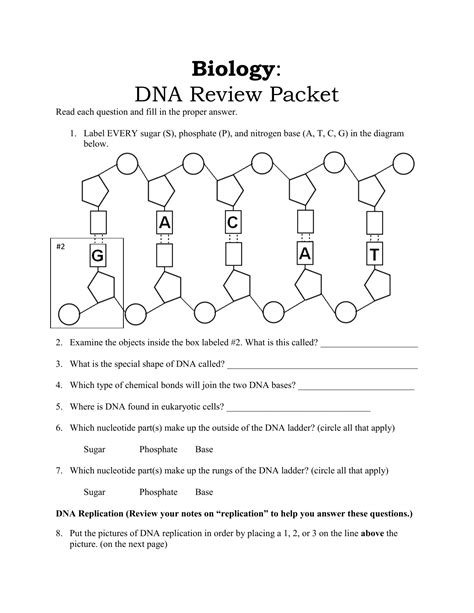 dna structure worksheet answer key pdf quizlet